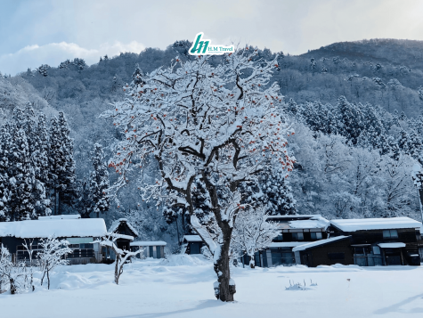 CUNG ĐƯỜNG VÀNG MÙA TUYẾT TRẮNG