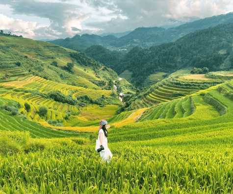 Mù Cang Chải Mùa Lúa Chín