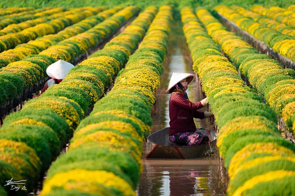 Về Miền Tây, thấy cúc mâm xôi là thấy Tết! - Ảnh 2