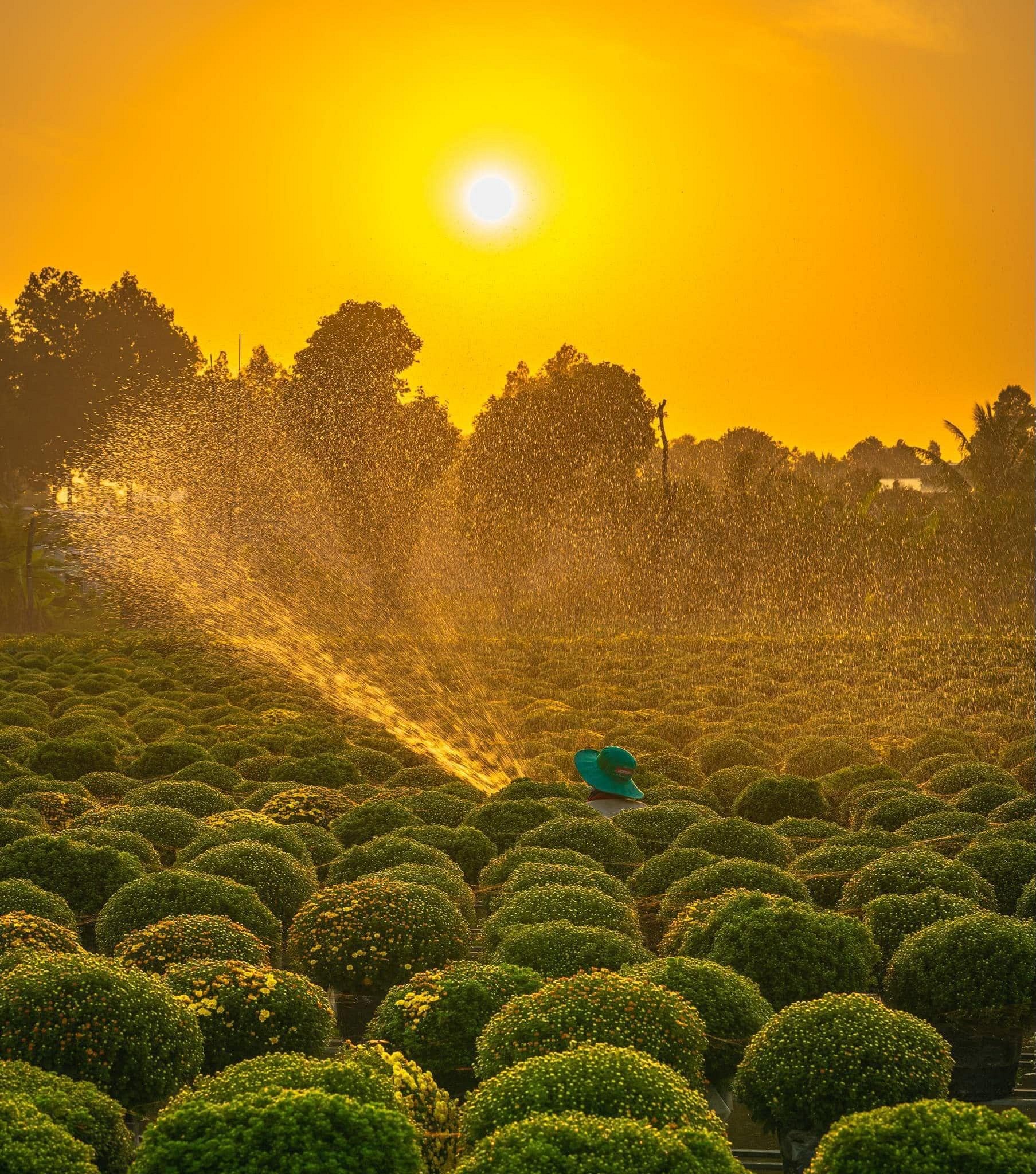 Về Miền Tây, thấy cúc mâm xôi là thấy Tết! - Ảnh 1