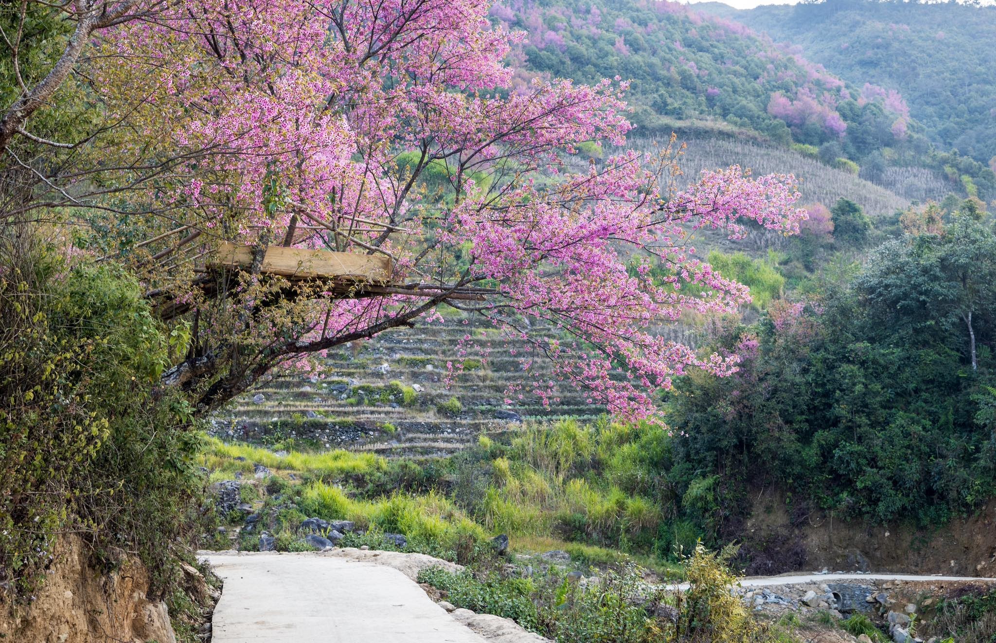 Hết mùa lúa, Mù Cang Chải có gì? - Ảnh 2