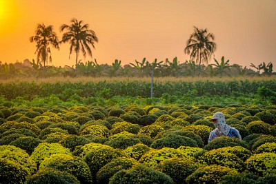 Về Miền Tây, thấy cúc mâm xôi là thấy Tết!