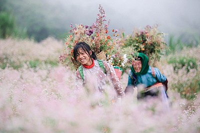 Miền Đá Nở Hoa: Hà Giang - Đồng Văn - Lũng Cú - Sông Nho Quế 3N2Đ